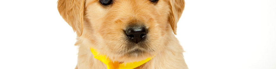 Животные-(132)