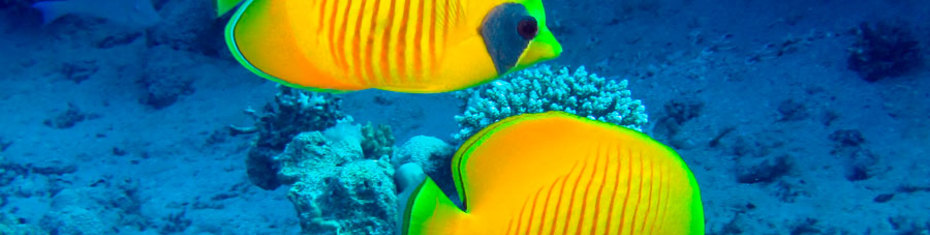 Животные-(133)