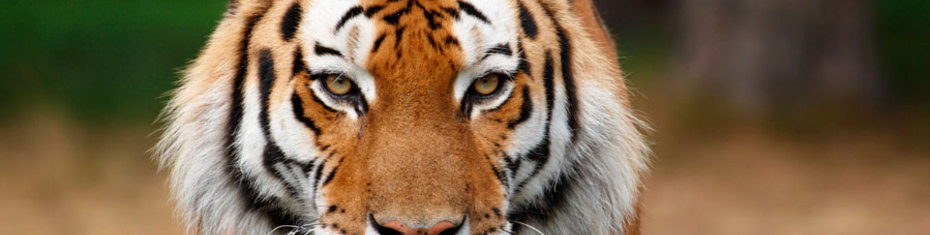 Животные-(134)