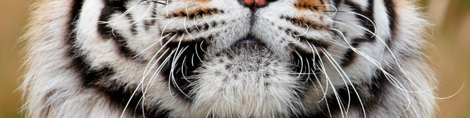 Животные-(135)