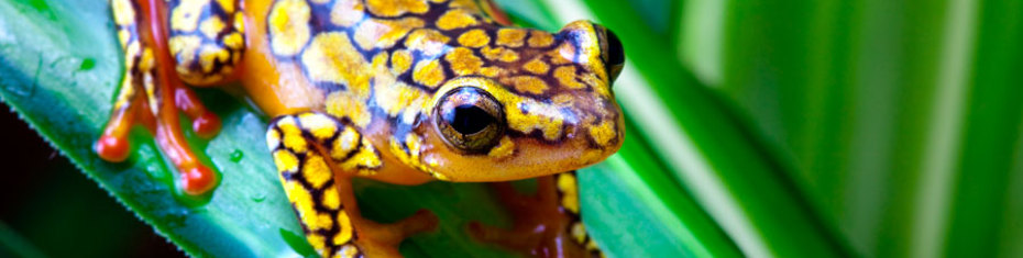 Животные-(136)