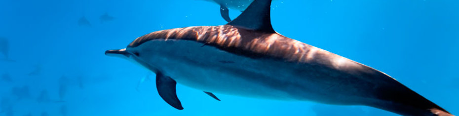 Животные-(137)