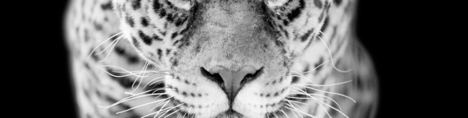 Животные-(138)