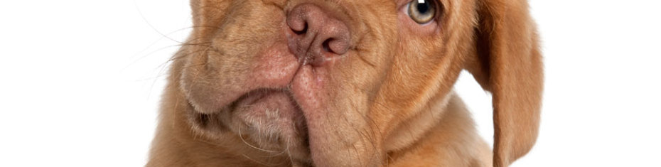 Животные-(139)