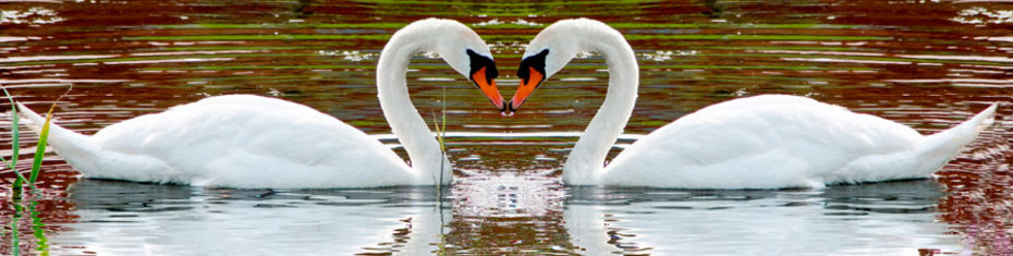 Животные-(141)