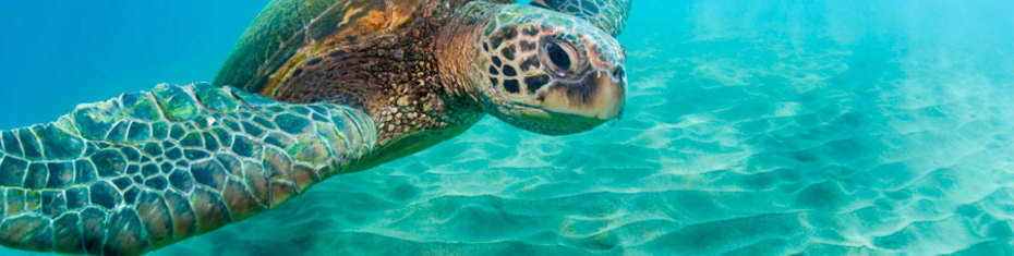 Животные-(142)