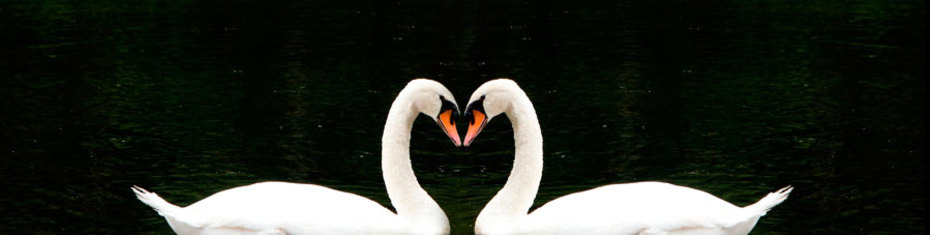 Животные-(143)