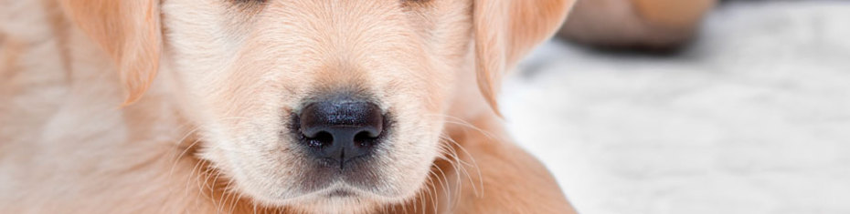 Животные-(145)