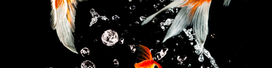 Животные-(146)