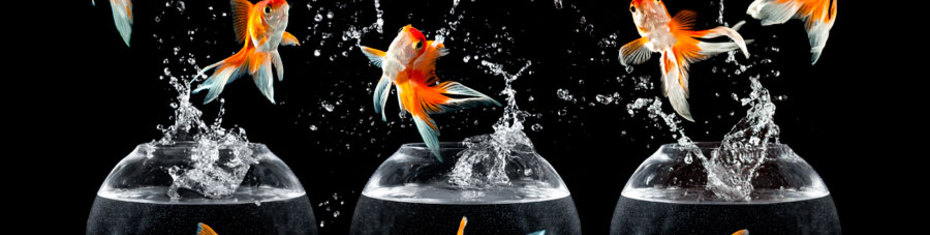 Животные-(147)