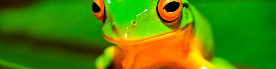 Животные-(148)