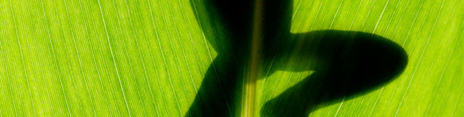 Животные-(149)