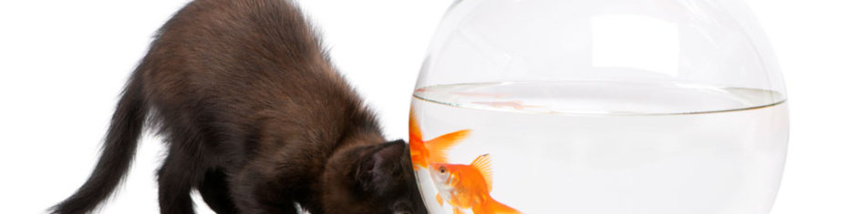 Животные-(150)