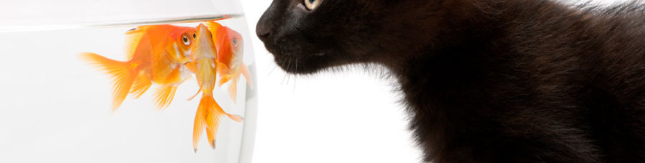 Животные-(151)