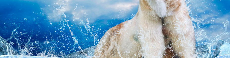 Животные-(152)