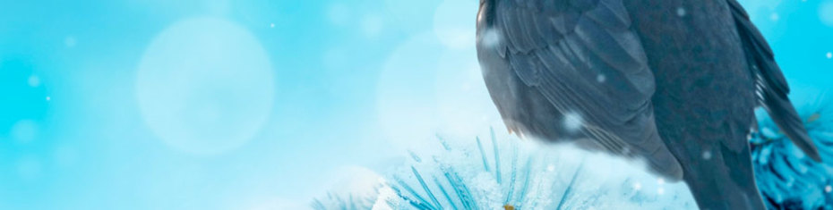 Животные-(153)