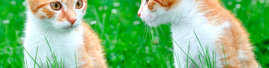 Животные-(154)