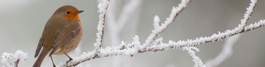 Животные-(156)