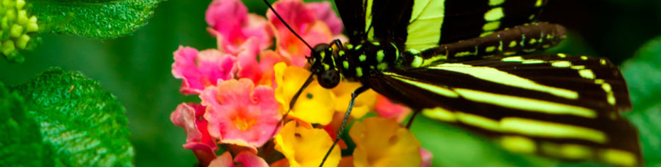 Животные-(157)