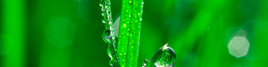 Животные-(158)