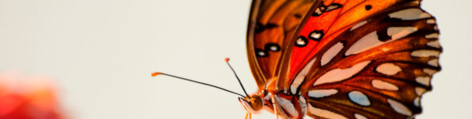 Животные-(159)