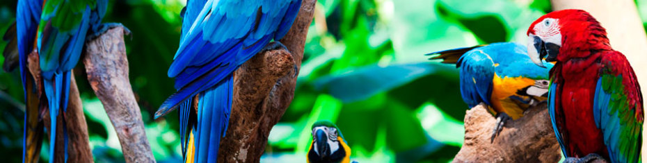 Животные-(160)