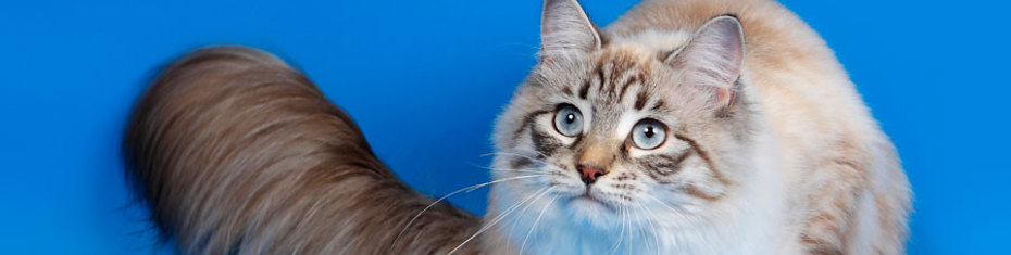 Животные-(161)