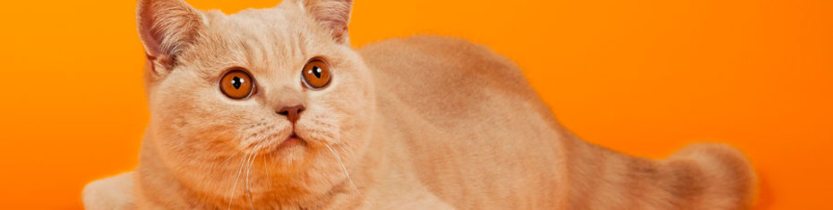 Животные-(162)