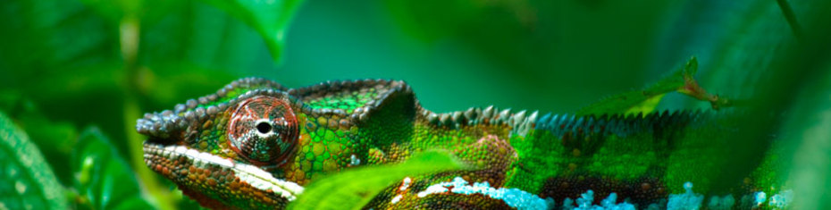 Животные-(163)