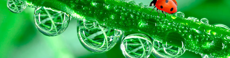 Животные-(164)