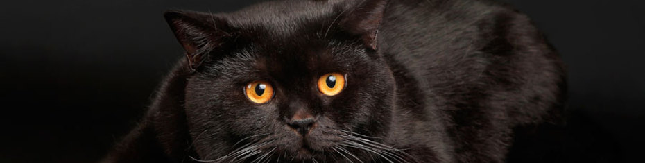 Животные-(166)