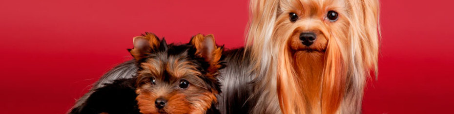 Животные-(167)