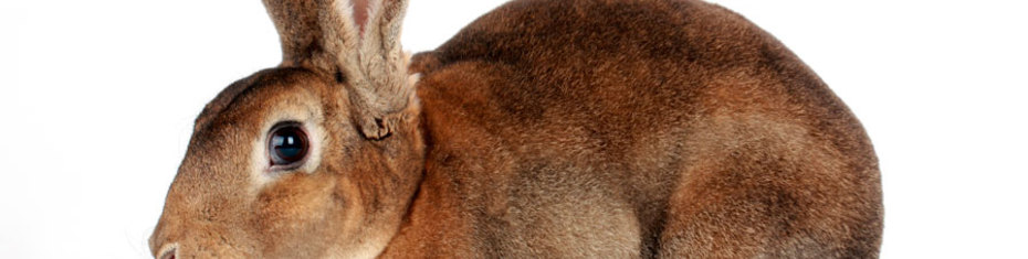 Животные-(168)