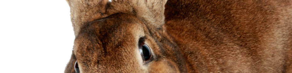 Животные-(170)