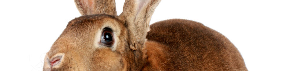 Животные-(171)