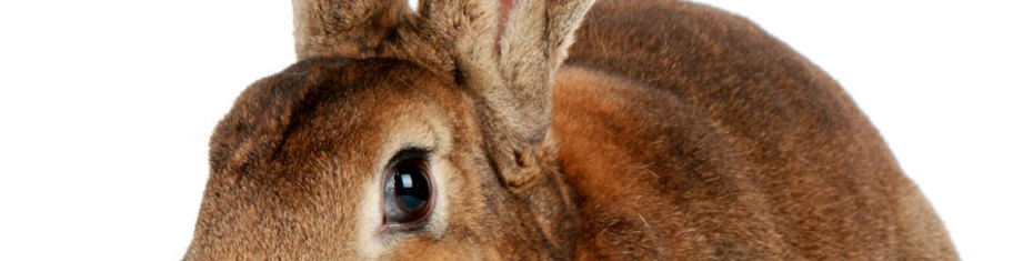 Животные-(172)