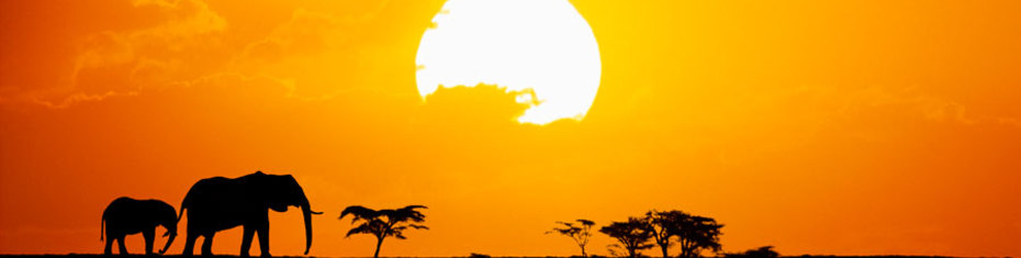 Животные-(173)