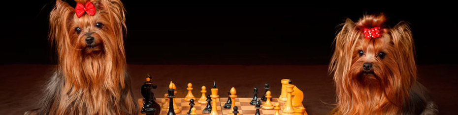 Животные-(174)