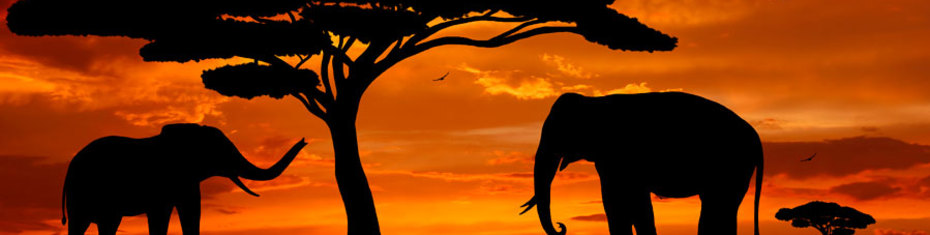 Животные-(175)