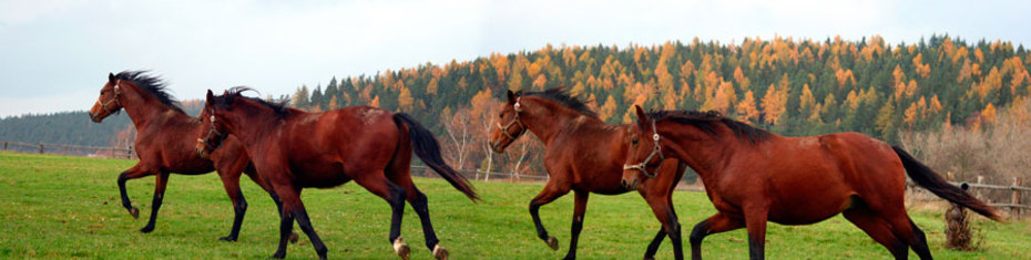 Животные-(176)