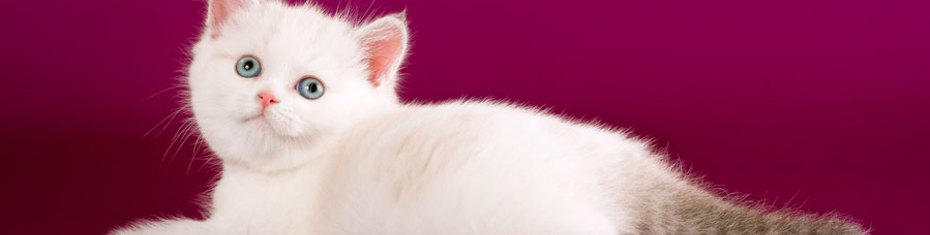 Животные-(177)