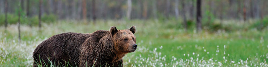 Животные-(178)