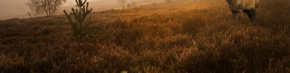 Животные-(179)