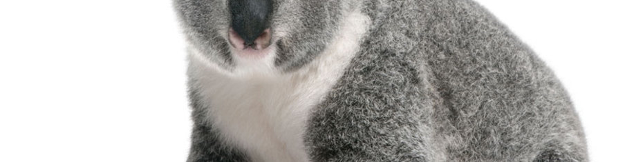 Животные-(180)