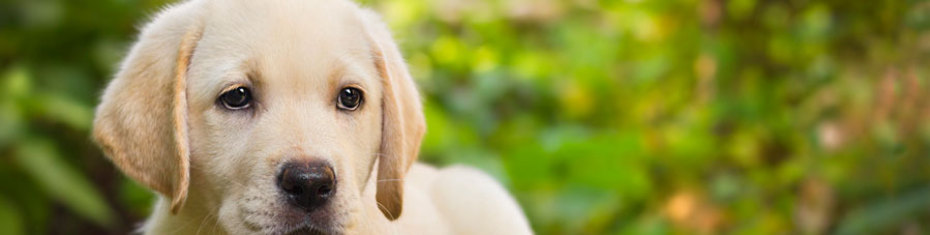 Животные-(181)