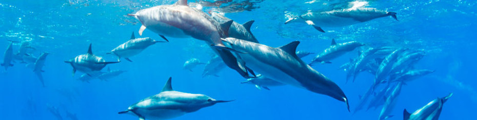 Животные-(182)