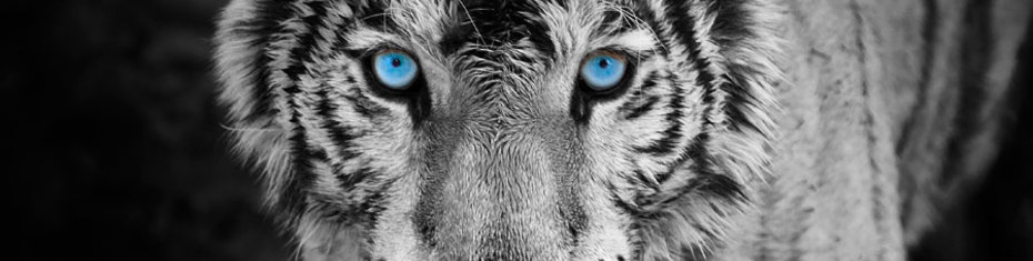 Животные-(183)