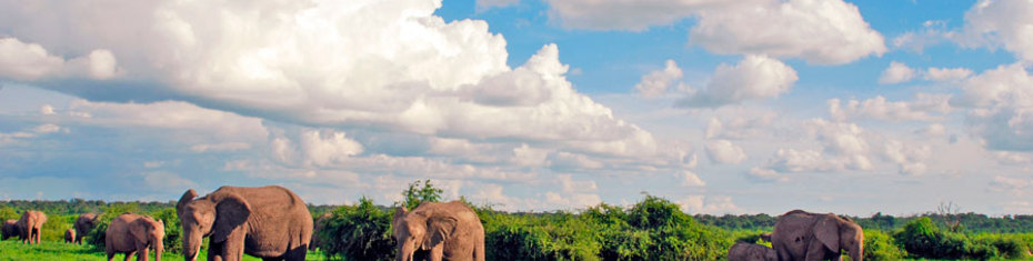 Животные-(184)