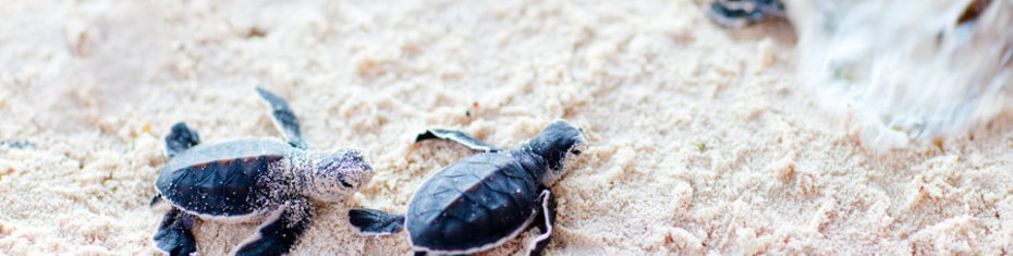 Животные-(185)