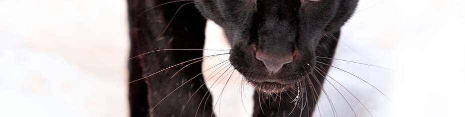 Животные-(188)